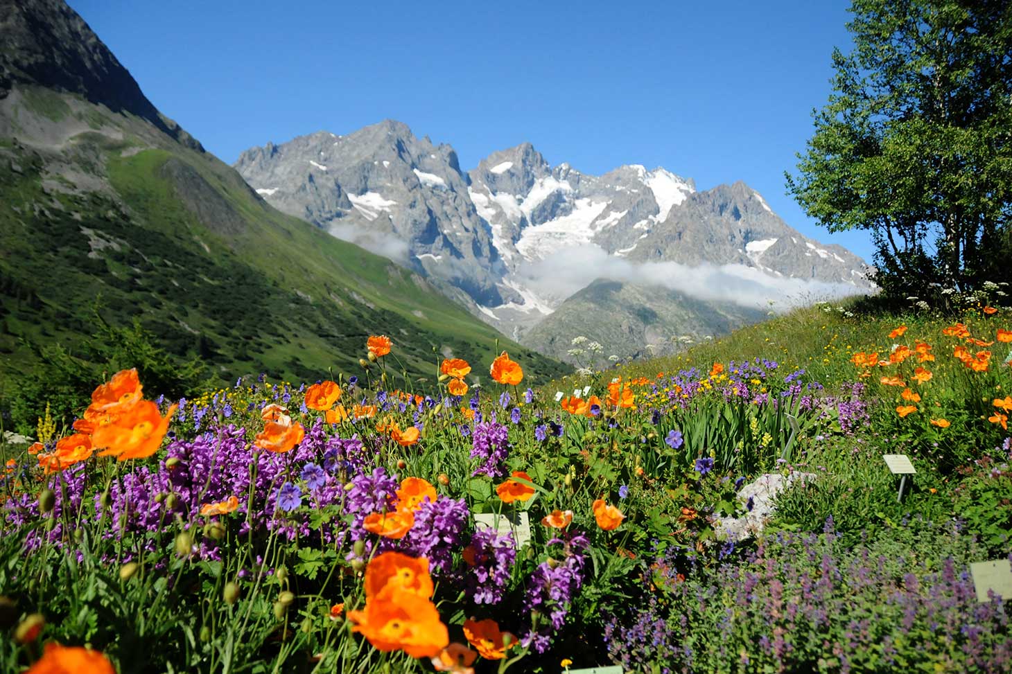 Vue du Jardin alpin du Lautaret